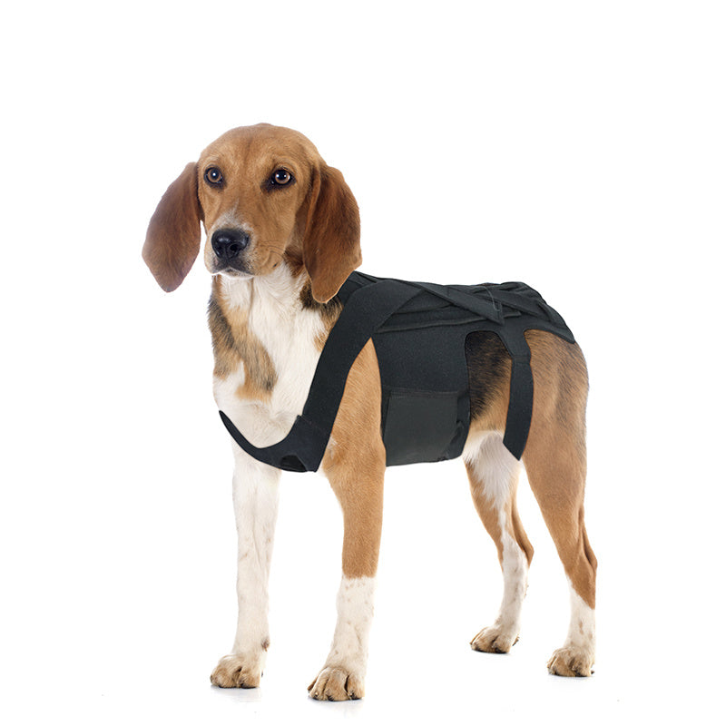 Back Brace For Dogs With IVDD, Arthritis, Back Pain, Surgical Recovery And Rehabilitation