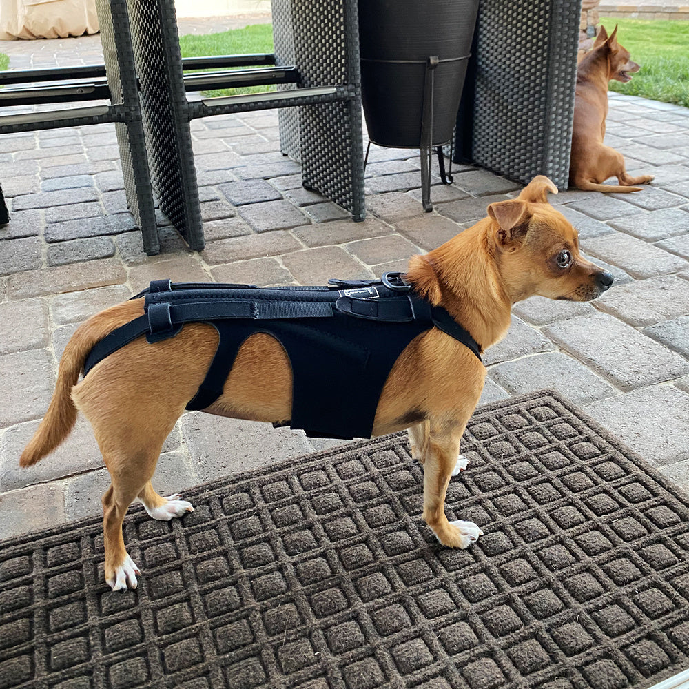 Back Brace For Dogs With IVDD, Arthritis, Back Pain, Surgical Recovery And Rehabilitation