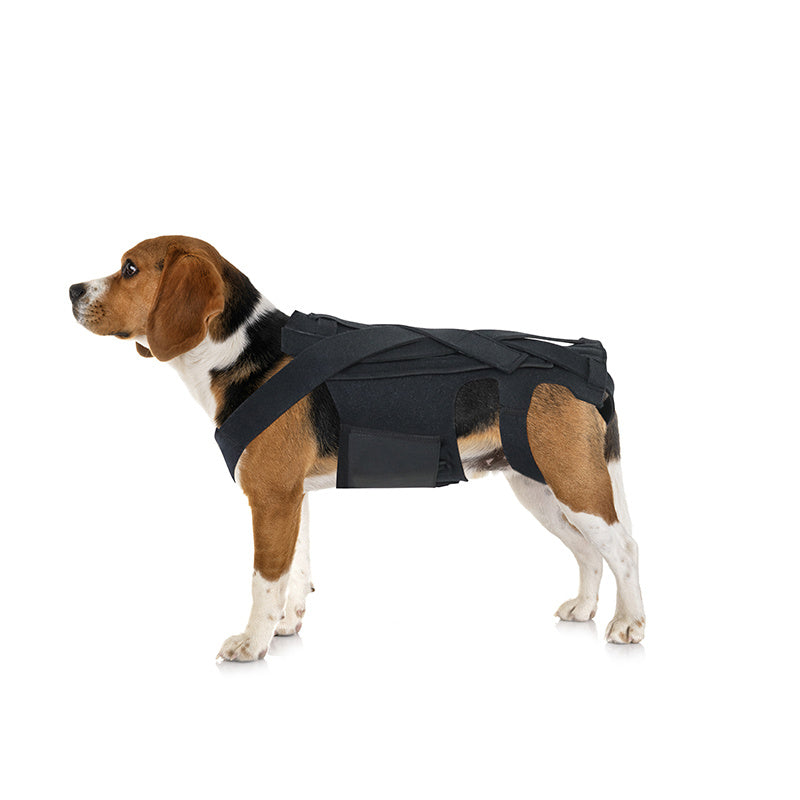 Back Brace For Dogs With IVDD, Arthritis, Back Pain, Surgical Recovery And Rehabilitation